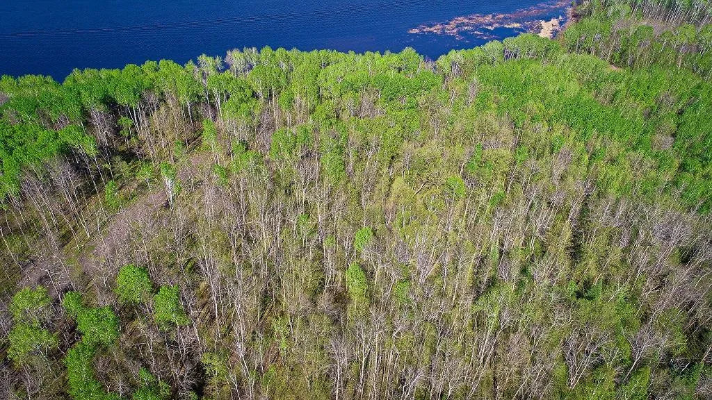 Lot 12 - TBD Driftwood Lane, Baudette, MN 56623