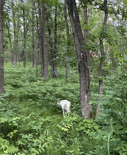 (LOT B) TBD Rock Lake Road, Rochert, MN 56578