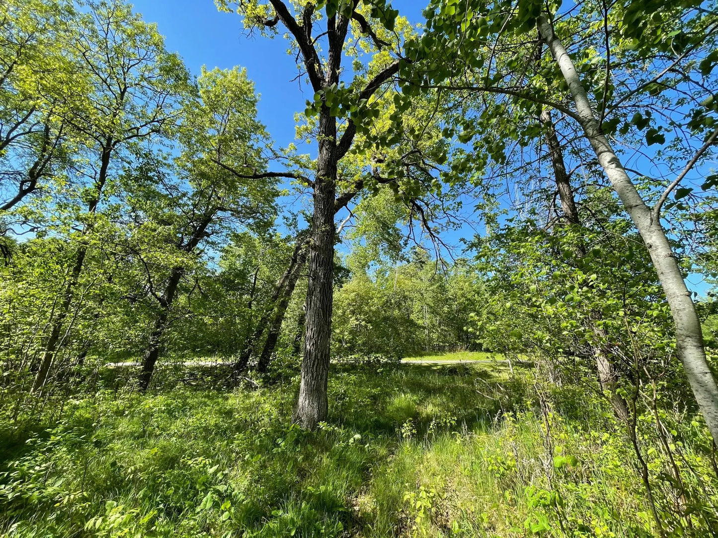 TBD Wedgewood Road, Walker, MN 56484