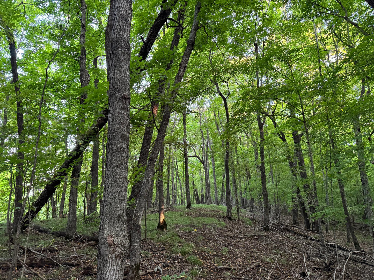 (LOT C) TBD Rock Lake Road, Rochert, MN 56578