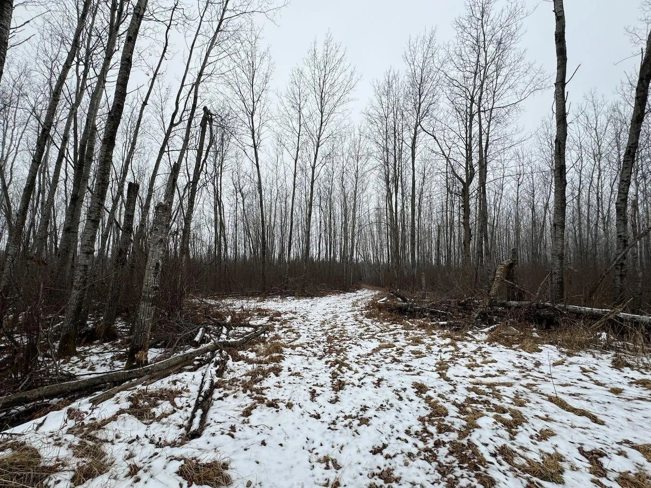 80+ acres Willow Creek Road, Kelliher, MN 56650