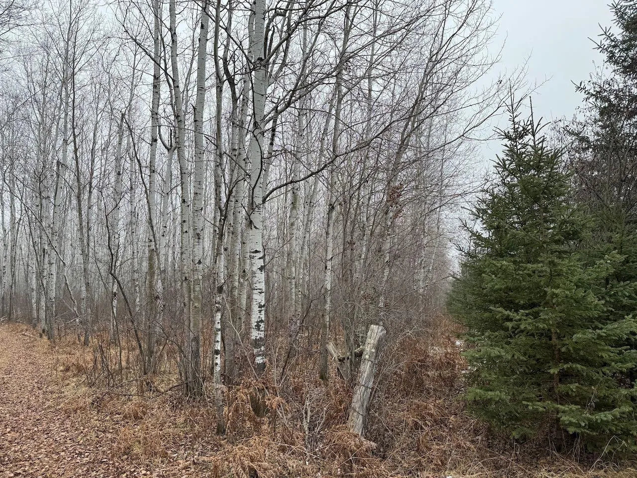 80+ acres Willow Creek Road, Kelliher, MN 56650