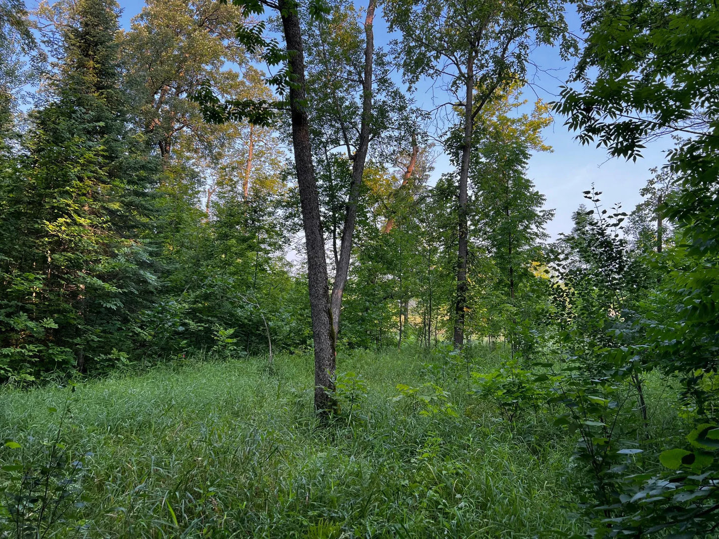 TBD Lot 9 300th Avenue, Island Lake Twp, MN 56651