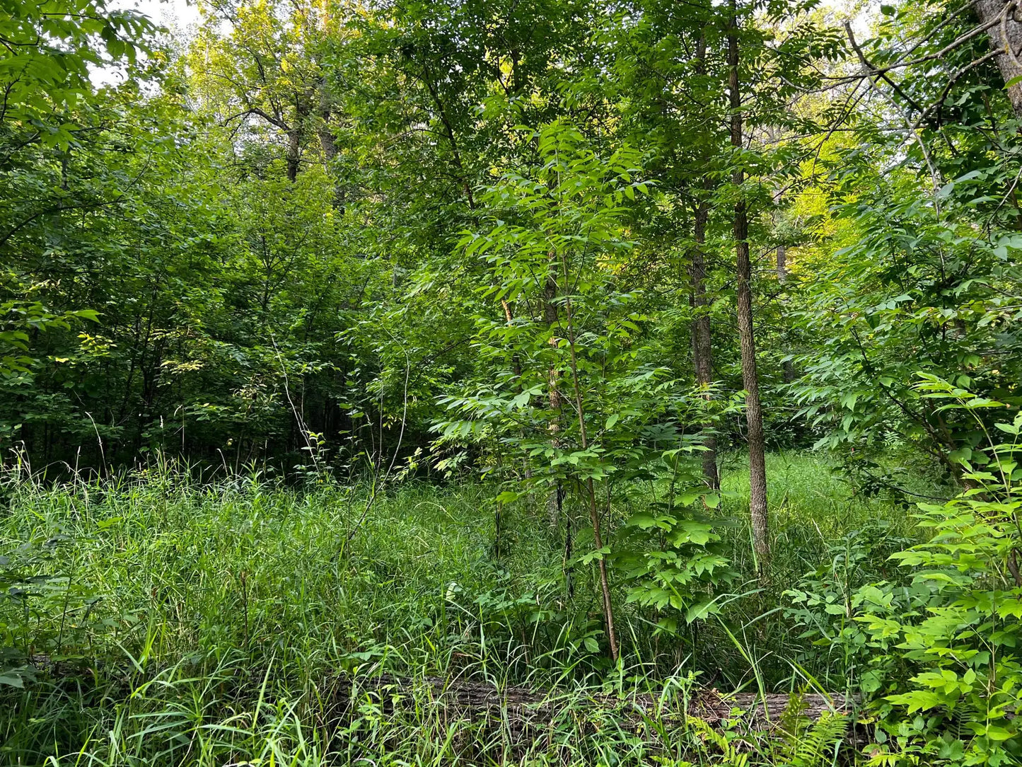 TBD Lot 8 300th Avenue, Island Lake Twp, MN 56651