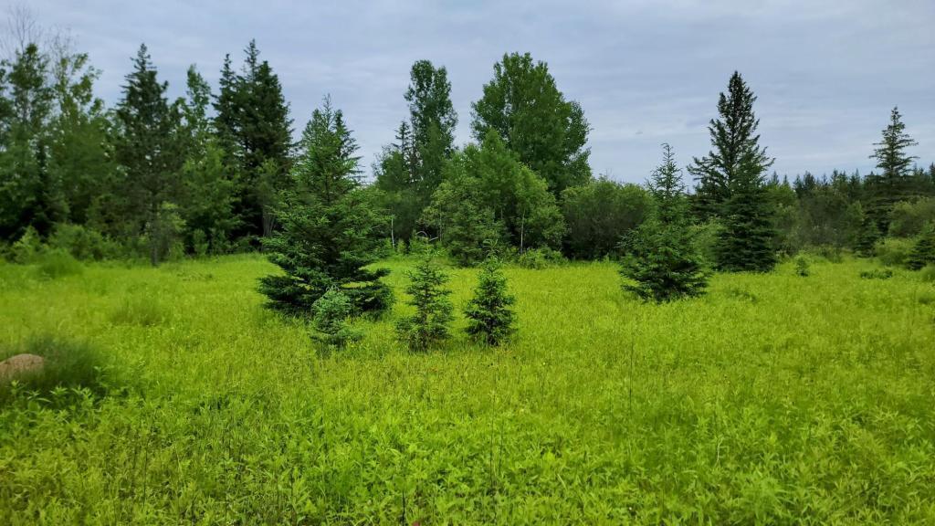 xxx Heino Road, Angora, MN 55703