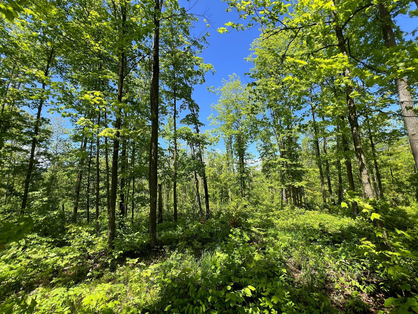 XXX Woods Road, Isle, MN 56342